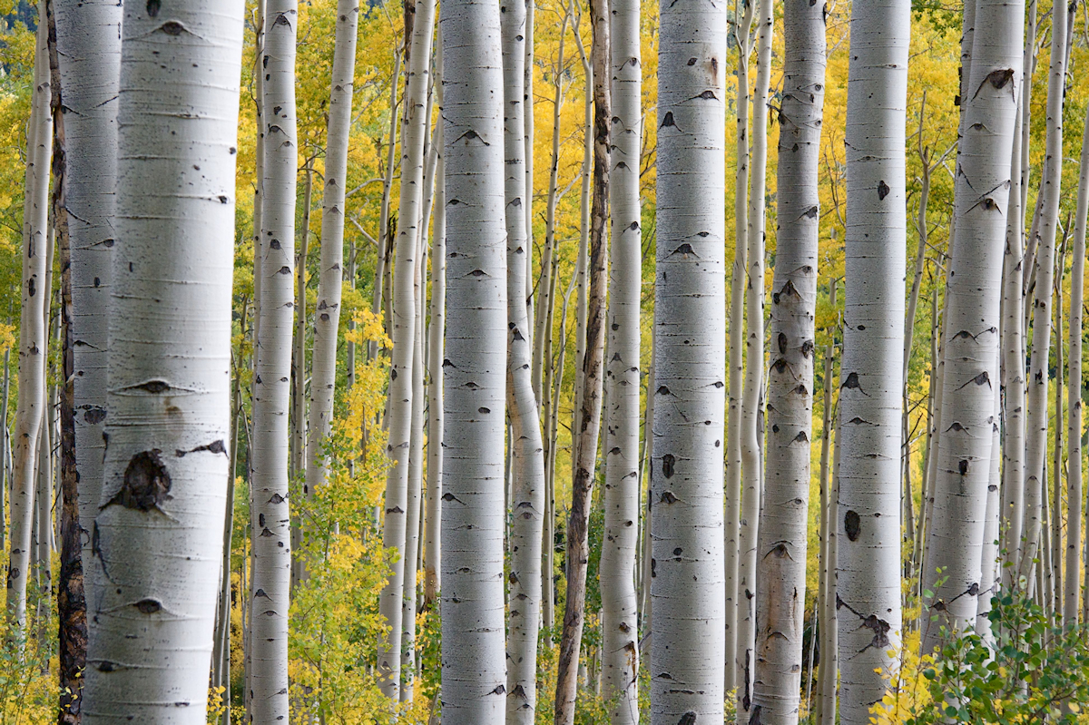 A forest of beech trees in springtime